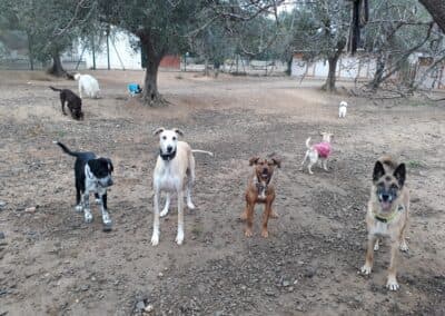 Perros disfrutando en Can Olivera (4)