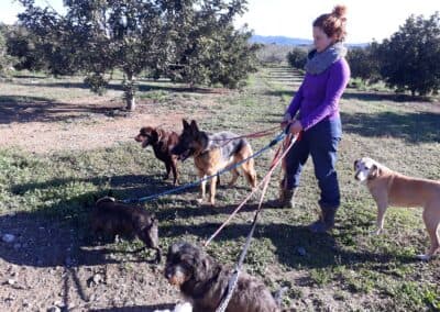 Perros disfrutando en Can Olivera (2)