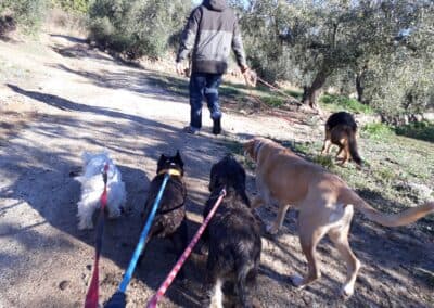 Perros disfrutando en Can Olivera (5)