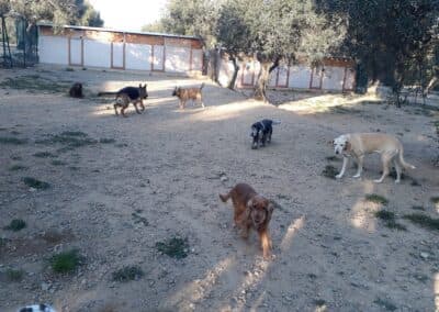 Perros disfrutando en Can Olivera (8)