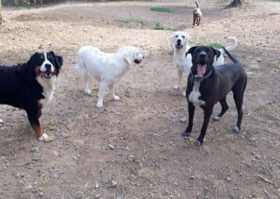 Perros disfrutando en Can Olivera (3)